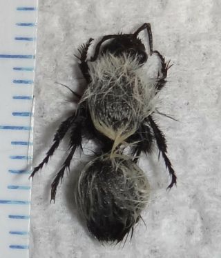 Mutillidae Dasymutilla Nocturna Female California W40 Velvet Ant Wasp Insect