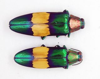 Buprestidae - Jewel Beetle - Chrysochroa Maruyamai (pair) - Malaysia - (cm - A)