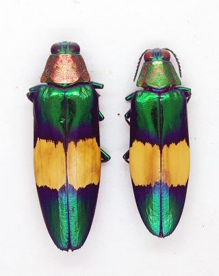 Buprestidae - Jewel Beetle - Chrysochroa maruyamai (Pair) - Malaysia - (CM - A) 2