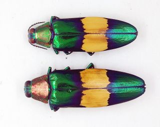 Buprestidae - Jewel Beetle - Chrysochroa maruyamai (Pair) - Malaysia - (CM - A) 3