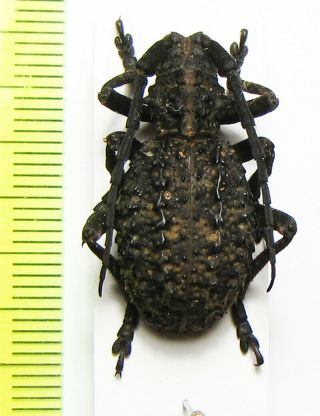 Cerambycidae,  Phantasis Avernica,  Male,  Tanzania