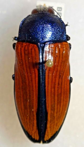 Buprestidae Temognatha Saturalis Australia Jewel Beetle Insect 38 Calodema