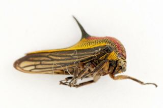 Homoptera,  Membracidae,  From Colombia,  Leticia