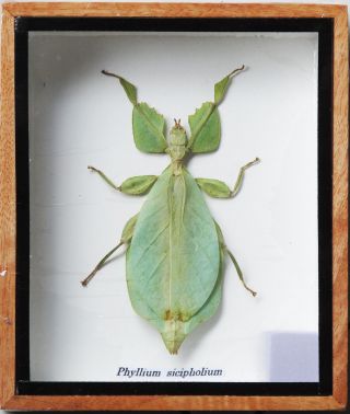 Very Rare Real Walking Leaf Phyllium Insect Taxidermy In Wooden Box 6x5x1 Inch