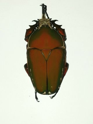 Mecynorrhina Torquata Male Very Big 74mm,  Reddish Fantastic Cameroon