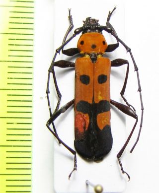 Cerambycidae,  Rosalia Borneensis,  Malaysia,  Borneo A2