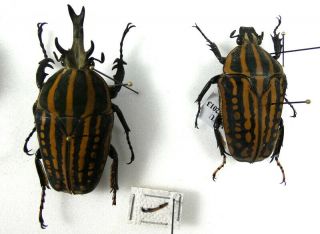 Beetles,  (2510),  Cetonidae,  Chelorrhina Savagei,  Pair