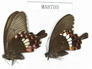 Butterfly.  Papilio Polytes Ssp.  China,  W Sichuan,  Yajiang County.  1p.  Ma8705.