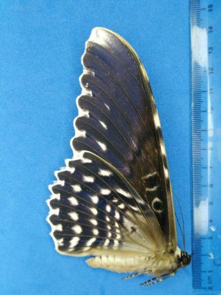 Lepidoptera Thysania Agrippina A1 Nª02 From Peru
