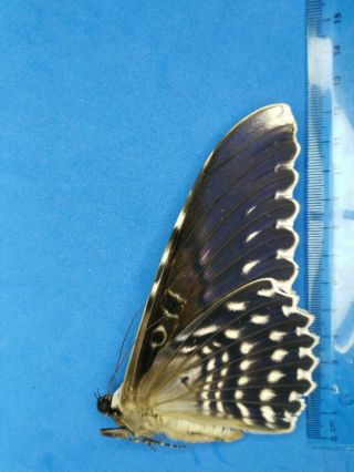 Lepidoptera Thysania agrippina A1 Nª02 from Peru 2