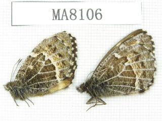 Butterfly.  Satyridae Sp.  China,  W Gansu,  S Of Jiayushan.  1m1f.  Ma8106.