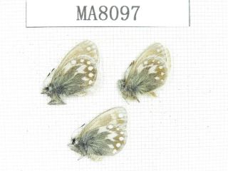 Butterfly.  Satyridae Sp.  China,  W Gansu,  S Of Jiayushan.  2m1f.  Ma8097.