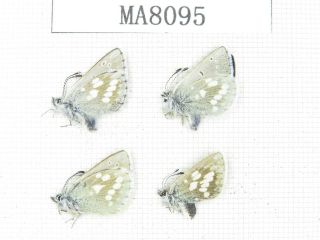 Butterfly.  Lycanidae Sp.  China,  W Gansu,  S Of Jiayushan.  3m1f.  Ma8095.