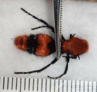 Mutillidae Dasymutilla Occidentalis Red Velvet Ant Cow Killer Wasp Indiana Aa63