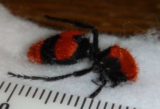Mutillidae Dasymutilla occidentalis Red Velvet Ant Cow Killer Wasp Indiana AA63 2