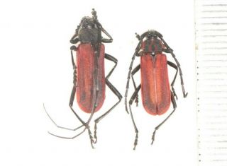 Cerambycidae Cerambycinae Longhorn Beetle W.  Sichuan 2
