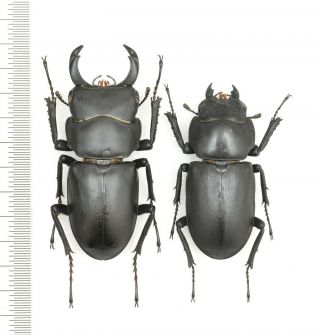 Lucanidae Dorcus Montivagus 43mm Pair From Japan