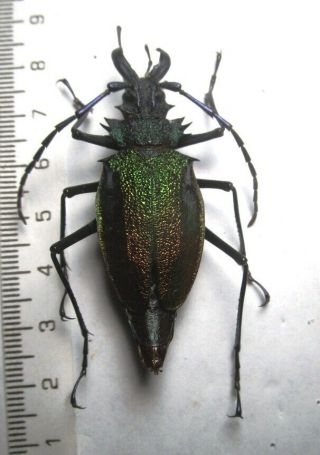 Cerambycidae Prioninae Psalidognathus Superbus 48mm 10 Peru - San Martin Region