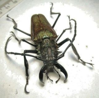 Cerambycidae Prioninae Psalidognathus Superbus 55mm 9 Peru - San Martin Region