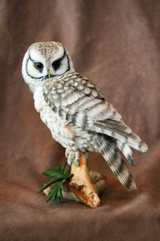 Country Artists Hawk Owl