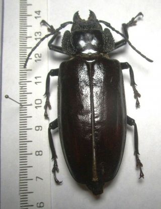 Cerambycidae Prioninae Physopleurus Specie 4 From Peru