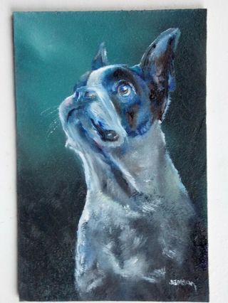 Oil Painting Boston Terrier Dog Portrait By William Jamison 6 " X 4 "