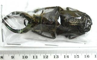 Beetles,  (2436),  Lucanidae,  Sphaenognathus Feisthameli,  Male