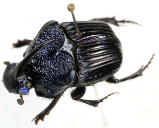 Phanaeus Palliatus Pair From Mexico Coleoptera Scarabaeidae Scarabaeinae