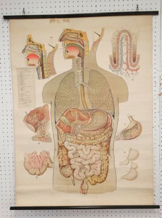 1940 Vtg Biology Wall Chart Pull Down Digestive System Rudolph Schick