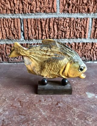 Piranha Fish Preserved From Brazil - Taxidermy Collectible Flesh Eating Predator