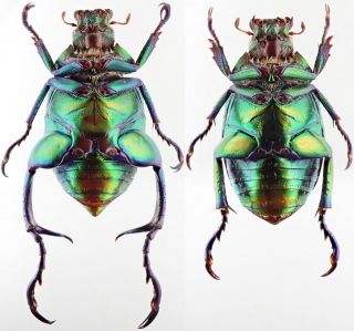 Insect - RUTELIDAE Chrysophora chrysoclora - Peru - XXL - Pair 38mm,  / -. 3