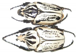Cetoniinae Goliathus Usambarensis Pair A1 Male 62mm (tanzania)