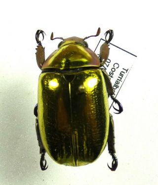 Beetles,  (2343),  Rutelidae,  Rutelinae Aurigans,  Costa Rica