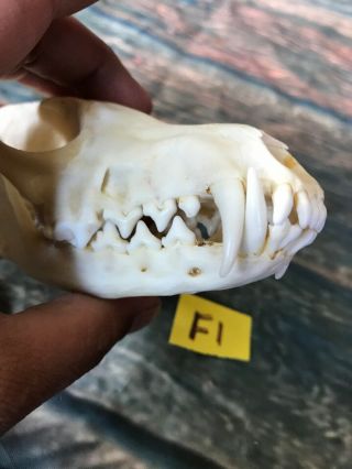 Real Red Fox Skull Unique Animal Mount Halloween Art Craft Man Cave Western Head