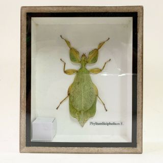Leaf Insect Phyllium Sicipholium Grasshopper Taxidermy Entomology Collectibles