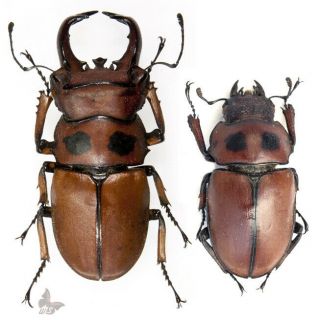 Homoderus Gladiator - Pair,  50,  Mm,  Giant Unmounted Beetle