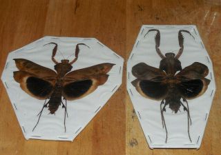 Pair Deroplatys Desicata Large Mantis Taxidermy Real Insect