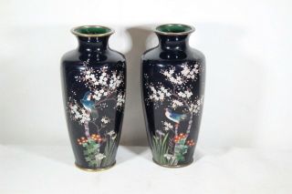 2 Old Japanese Cloisonne Birds Blossoms Trees Dark Blue Grass Cabinet Vases