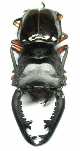 005 Pa : Lucanidae: Odontolabis Imperialis Komorii Male 68mm