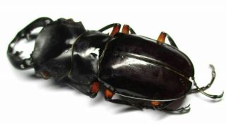 005 Pa : Lucanidae: Odontolabis imperialis komorii male 68mm 2