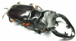 005 Pa : Lucanidae: Odontolabis imperialis komorii male 68mm 3