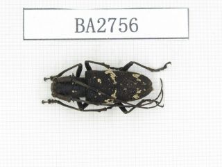 Beetle.  Cerambycidae Sp.  Myanmar,  Kechin,  Nanse.  1pcs.  Ba2756.