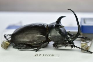B23078 – Eupatorus Siamensis Siamensis Ps.  Beetles,  Insects Dak Nong Vietnam 61mm