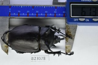 B23078 – Eupatorus siamensis siamensis PS.  Beetles,  insects DAK NONG vietnam 61mm 2