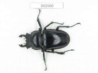 Beetle.  Neolucanus Sp.  China,  Yunnan,  Jinping County.  1m.  Ba2500.