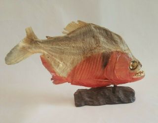 Angry Piranha Taxidermy On Stand
