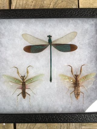 Real Dragonfly Damselfly Mantis Taxidermy