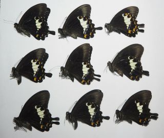 Papilionidae.  12 X Papilio Albinus Albinus.  Bintuni.  West Papua (18)