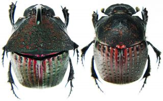 Insect - Scarabaeidae Phanaeus Meleagris - San Martin,  Peru - Large Pair.