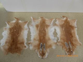 3 X Ginger Coloured Air Dried Wild Rabbit Skins Hide Fur Hunt Arts And Crafts